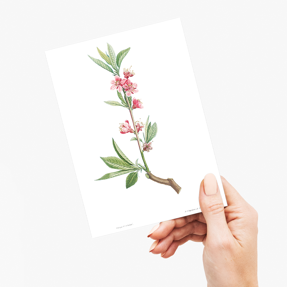 Pink flowers By Pierre-Joseph Redouté - Wenskaart