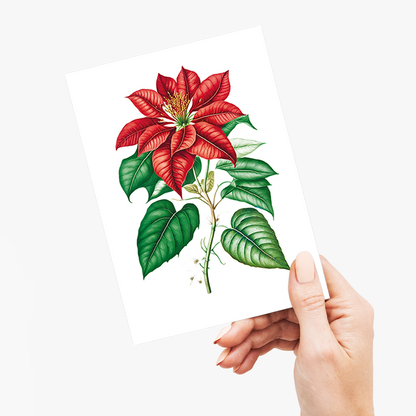Poinsettia - Wenskaart