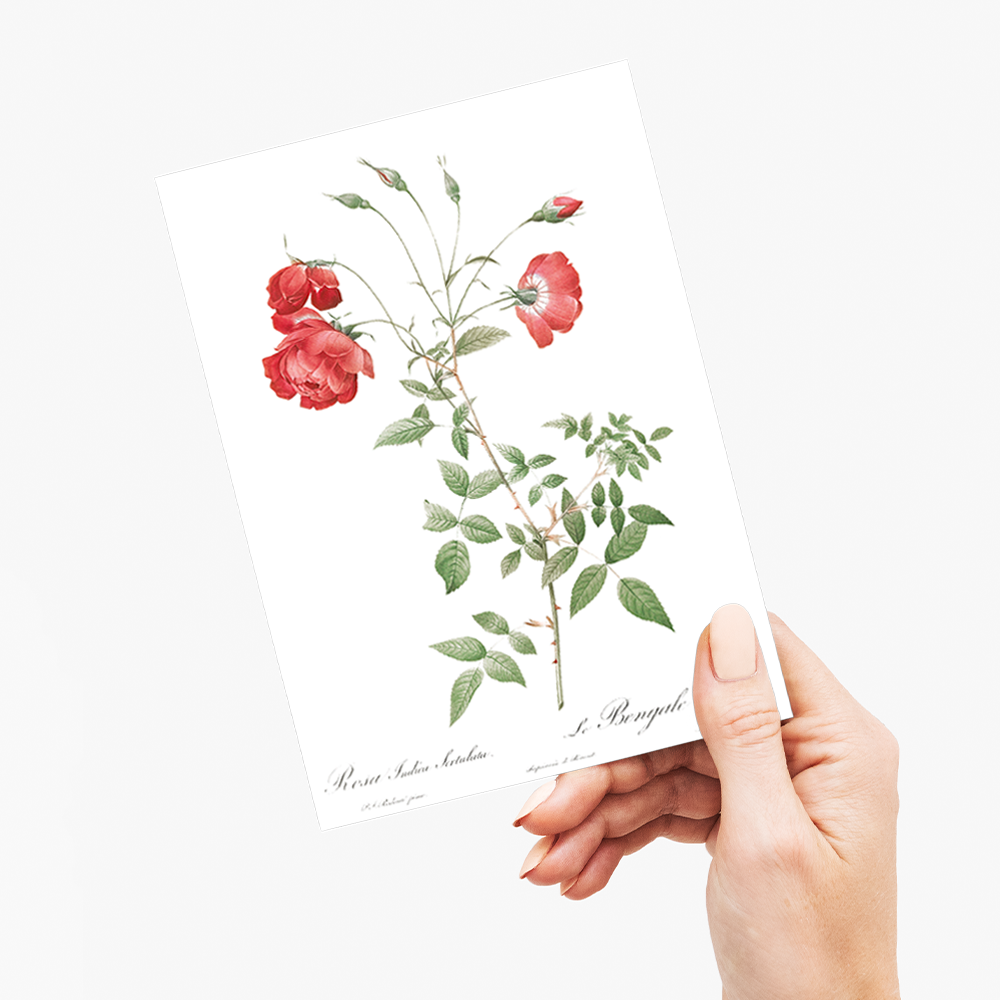 Red Rose - Wenskaart