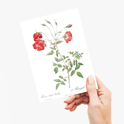 Red Rose - Wenskaart