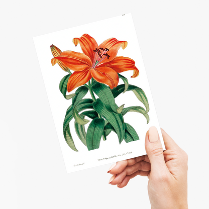 Thunberg's orange lily - Wenskaart
