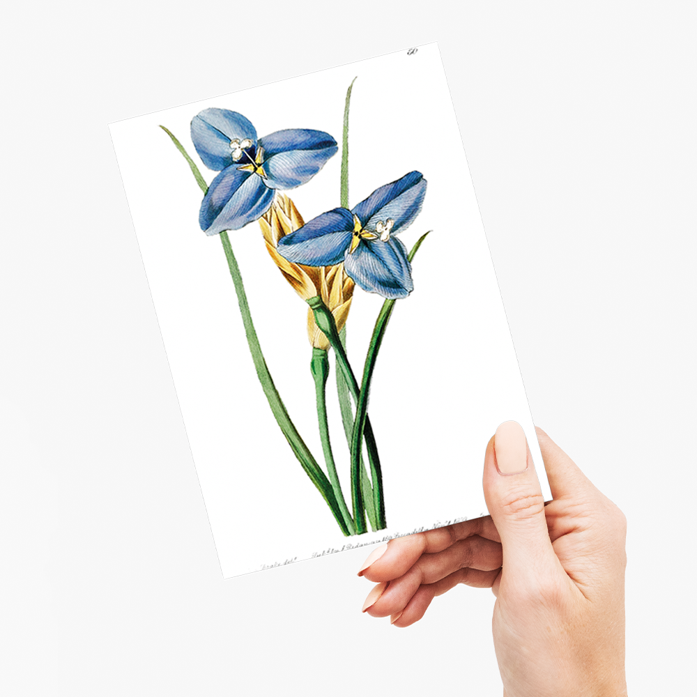 Sapphire patersonia - Wenskaart