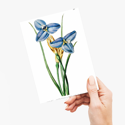 Sapphire patersonia - Wenskaart