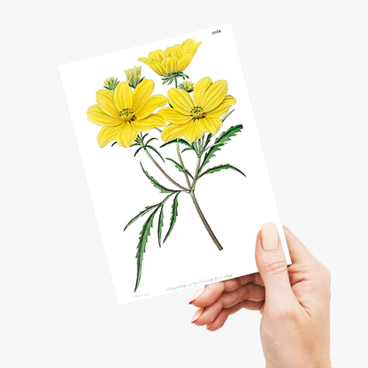 Golden coreopsis - Wenskaart
