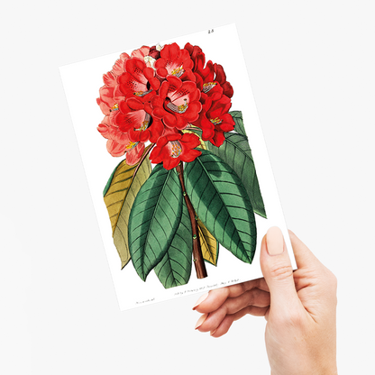 Rhododendron rollissonii - Wenskaart