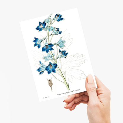 Shewy delphinium - Wenskaart