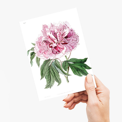 Double red curled tree peony - Wenskaart