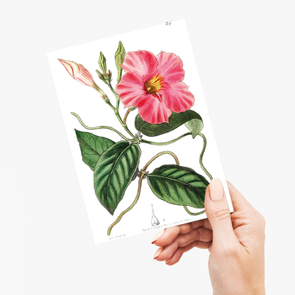 Knob-jointed dipladenia - Wenskaart