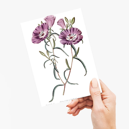 Large Purple Chilian Evening Primrose - Wenskaart