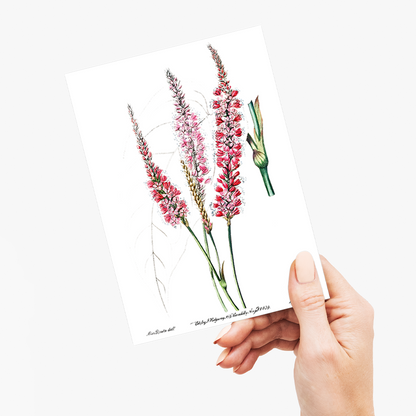 Stem-clasping polygonum - Wenskaart