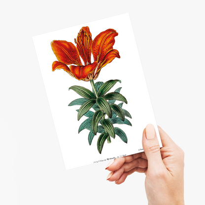 Blood red lily - Wenskaart