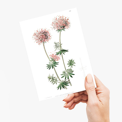 Long-styled crucianella - Wenskaart