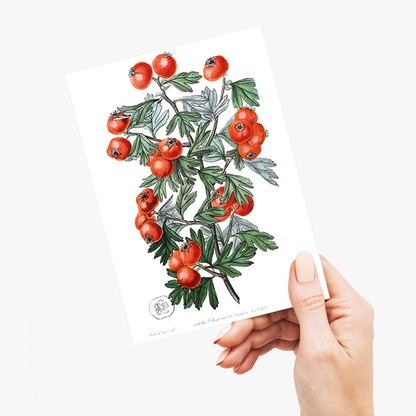 Sweetest-scented hawthorn - Wenskaart