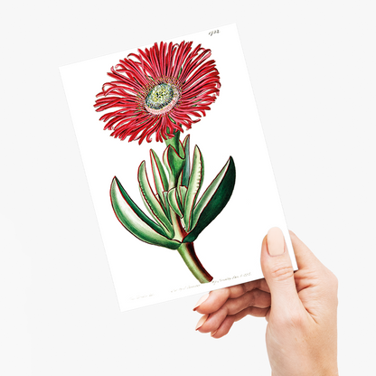 Red-Edged Fig Marigold - Wenskaart
