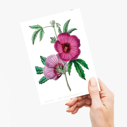 Mr.Lindley's Hibiscus - Wenskaart