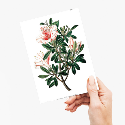 The variegated Chinese azalea - Wenskaart