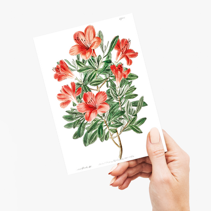 The brick-red Chinese azalea - Wenskaart