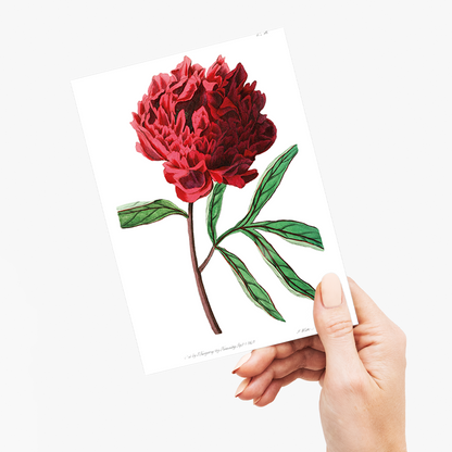 Pott's Chinese peony - Wenskaart