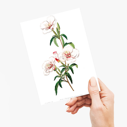 Wine-stained godetia - Wenskaart