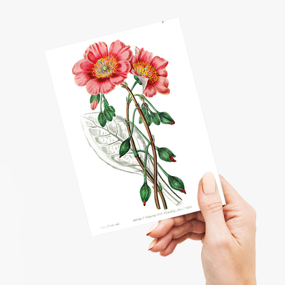 Discolored calandrinia - Wenskaart