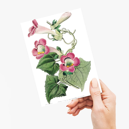 Blushing lophospermum - Wenskaart