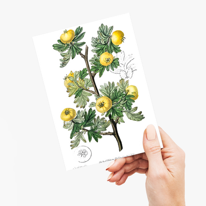 Tansy-leaved hawthorn - Wenskaart