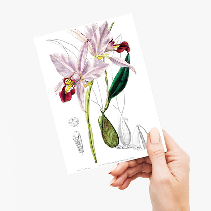 Bordered dwarf cattleya - Wenskaart