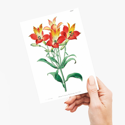 red speckled-flowered Alstromeria  - Wenskaart