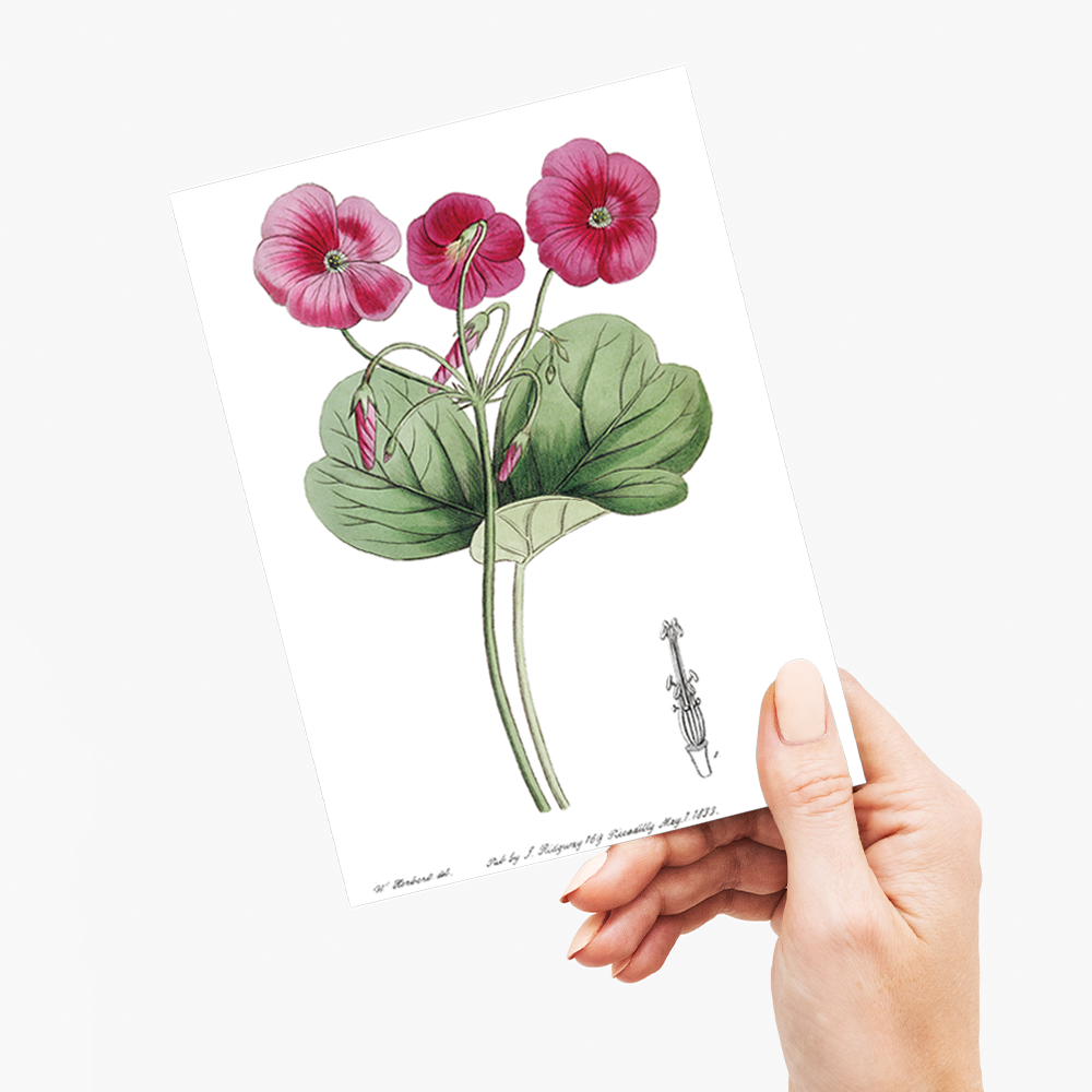 Bowie's oxalis - Wenskaart