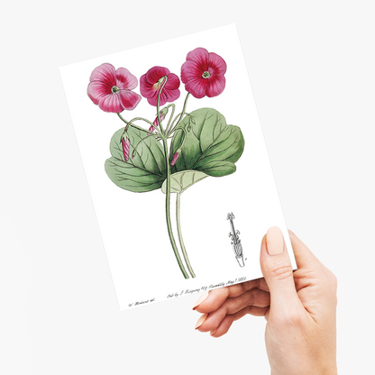Bowie's oxalis - Wenskaart