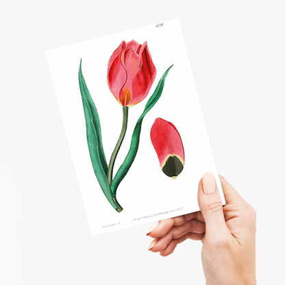 The Early Sun's Eye Tulip - Wenskaart