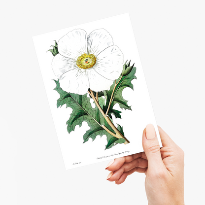 Large-flowered Mexican poppy - Wenskaart