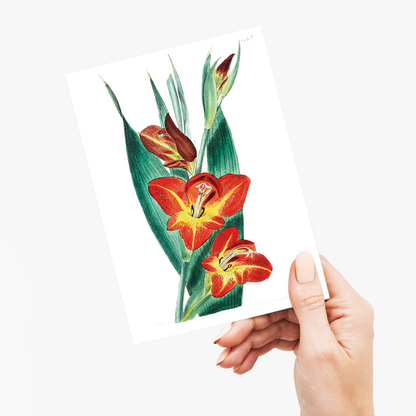 The parrot gladiole - Wenskaart