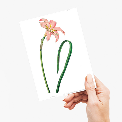 Spofforth Zephyranthes - Wenskaart