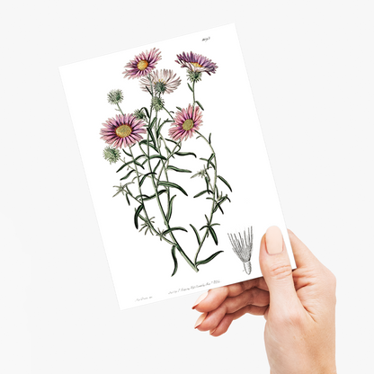 Hoary diplopappus - Wenskaart