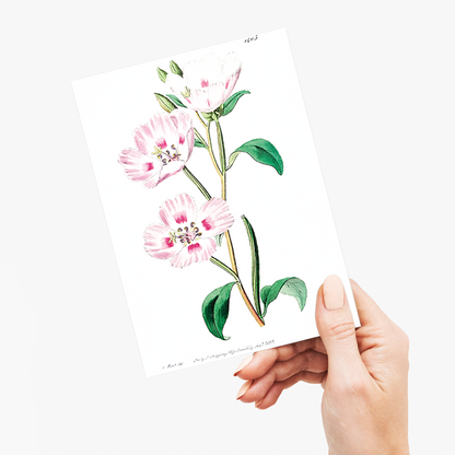 The spotted blush - Wenskaart