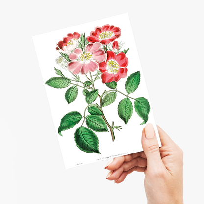 Rose clare - Wenskaart