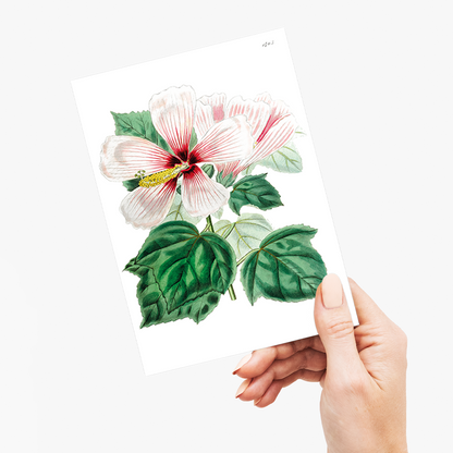 Marsh hibiscus - Wenskaart