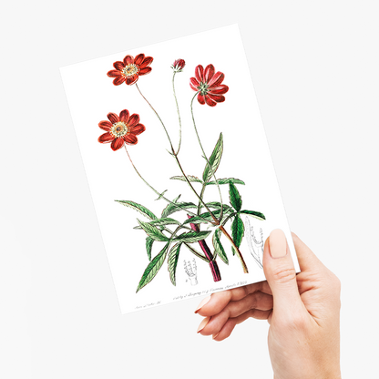 Scabious-like cosmos - Wenskaart