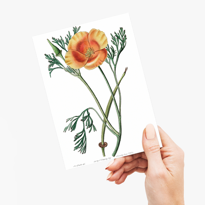 Saffron colored eschscholzia - Wenskaart