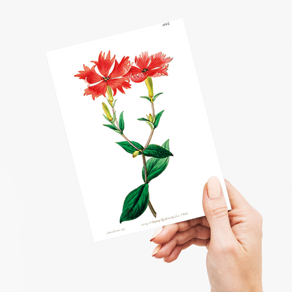 Bunge's lychnis flowers - Wenskaart