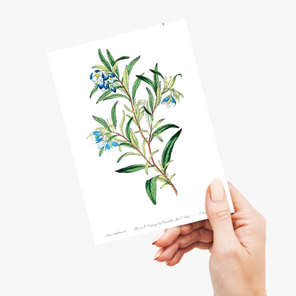 Narrow leaved sollya - Wenskaart