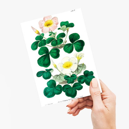 Variable oxalis  - Wenskaart