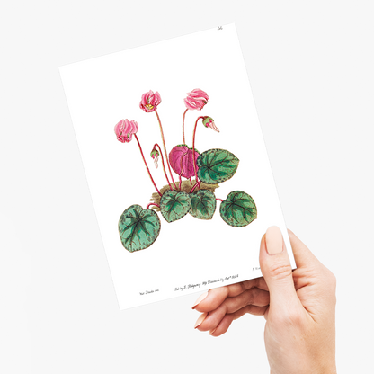 Shore cyclamen - Wenskaart
