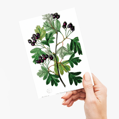 Broad-leaved thorn - Wenskaart