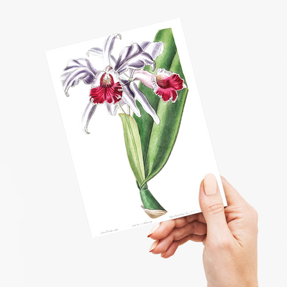 Crimson-lipped cattleya - Wenskaart