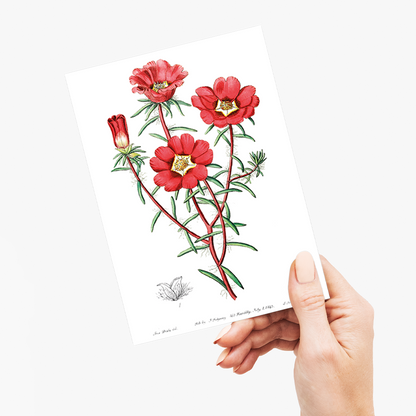 Portulaca splendens - Wenskaart