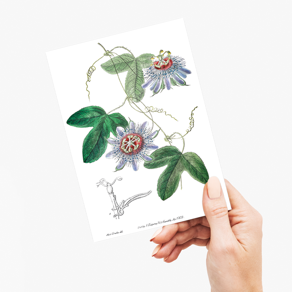 Lieut. sullivan's passion-flower - Wenskaart