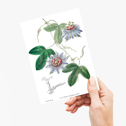 Lieut. sullivan's passion-flower - Wenskaart