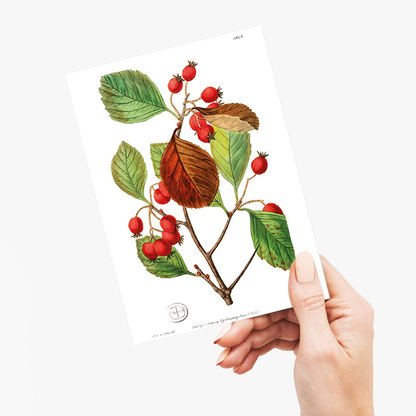 Plum leaved thorn - Wenskaart